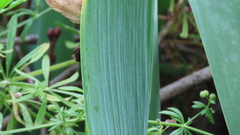Iris × hybrida