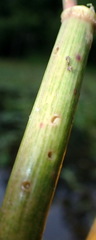 Lysathia ludoviciana