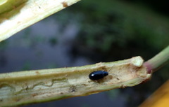 Lysathia ludoviciana