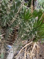 Austrocylindropuntia