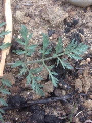 Lomatium utriculatum