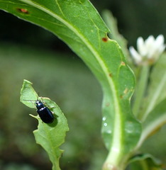 Lysathia ludoviciana