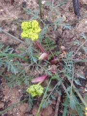 Lomatium utriculatum