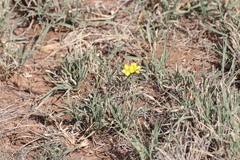 Talinum polygaloides