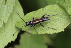 Strangalepta abbreviata