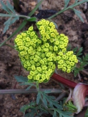 Lomatium utriculatum