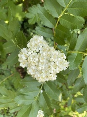 Sorbus sitchensis sitchensis