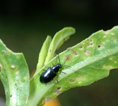 Lysathia ludoviciana