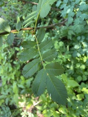 Sorbus sitchensis sitchensis
