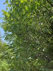 Sorbus sitchensis sitchensis
