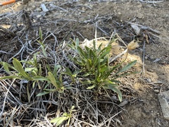 Stenotus armerioides