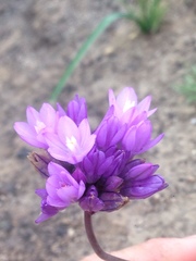 Dipterostemon capitatus