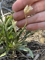 Stenotus armerioides