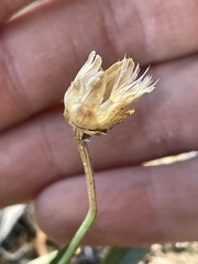 Stenotus armerioides