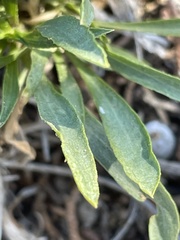 Stenotus armerioides