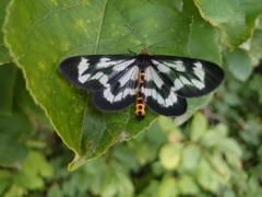 Cystidia truncangulata