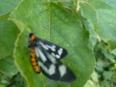 Cystidia truncangulata