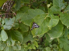 Cystidia truncangulata