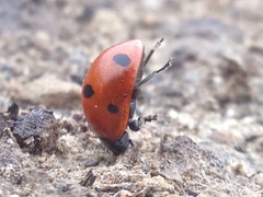 Coccinella septempunctata