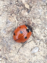 Coccinella septempunctata