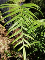 Pteris semiadnata