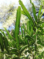 Pteris semiadnata