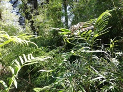 Pteris semiadnata