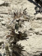 Oreocarya flavoculata