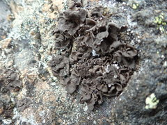 Umbilicaria polyphylla