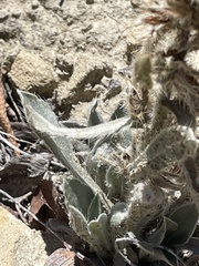 Oreocarya flavoculata