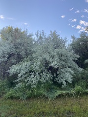 Elaeagnus angustifolia