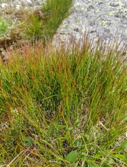 Oreojuncus trifidus