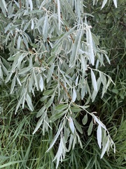 Elaeagnus angustifolia