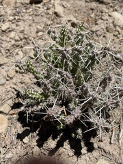 Cylindropuntia whipplei