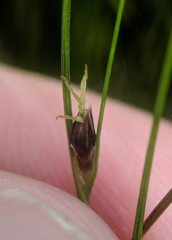 Oreojuncus trifidus