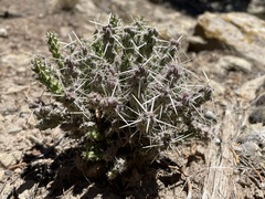 Cylindropuntia whipplei
