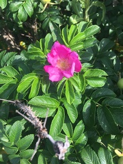 Rosa rugosa