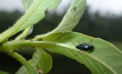 Lysathia ludoviciana
