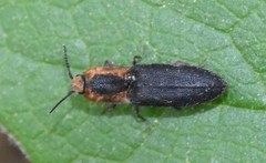 Lacon discoideus