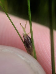 Oreojuncus trifidus