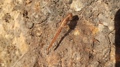 Crocothemis sanguinolenta