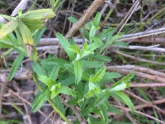 Baccharis plummerae plummerae