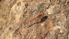 Crocothemis sanguinolenta