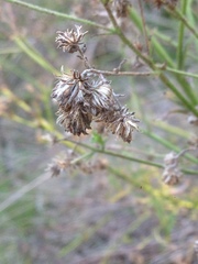 Baccharis plummerae plummerae