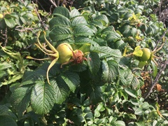 Rosa rugosa