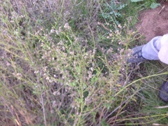 Baccharis plummerae plummerae