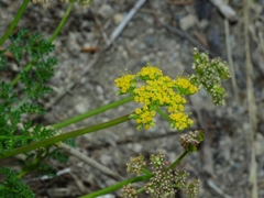 Cymopterus terebinthinus californicus