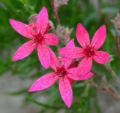 Ipomopsis aggregata bridgesii