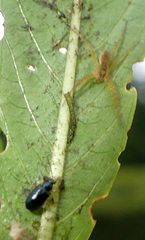 Lysathia ludoviciana