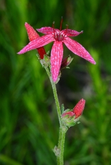 Ipomopsis aggregata bridgesii